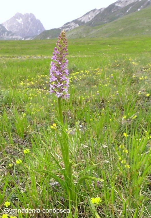 Campo Imperatore, laltopiano e le orchidee  19 giugno 2021.